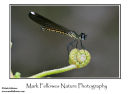 Immature female Libellago hyalina